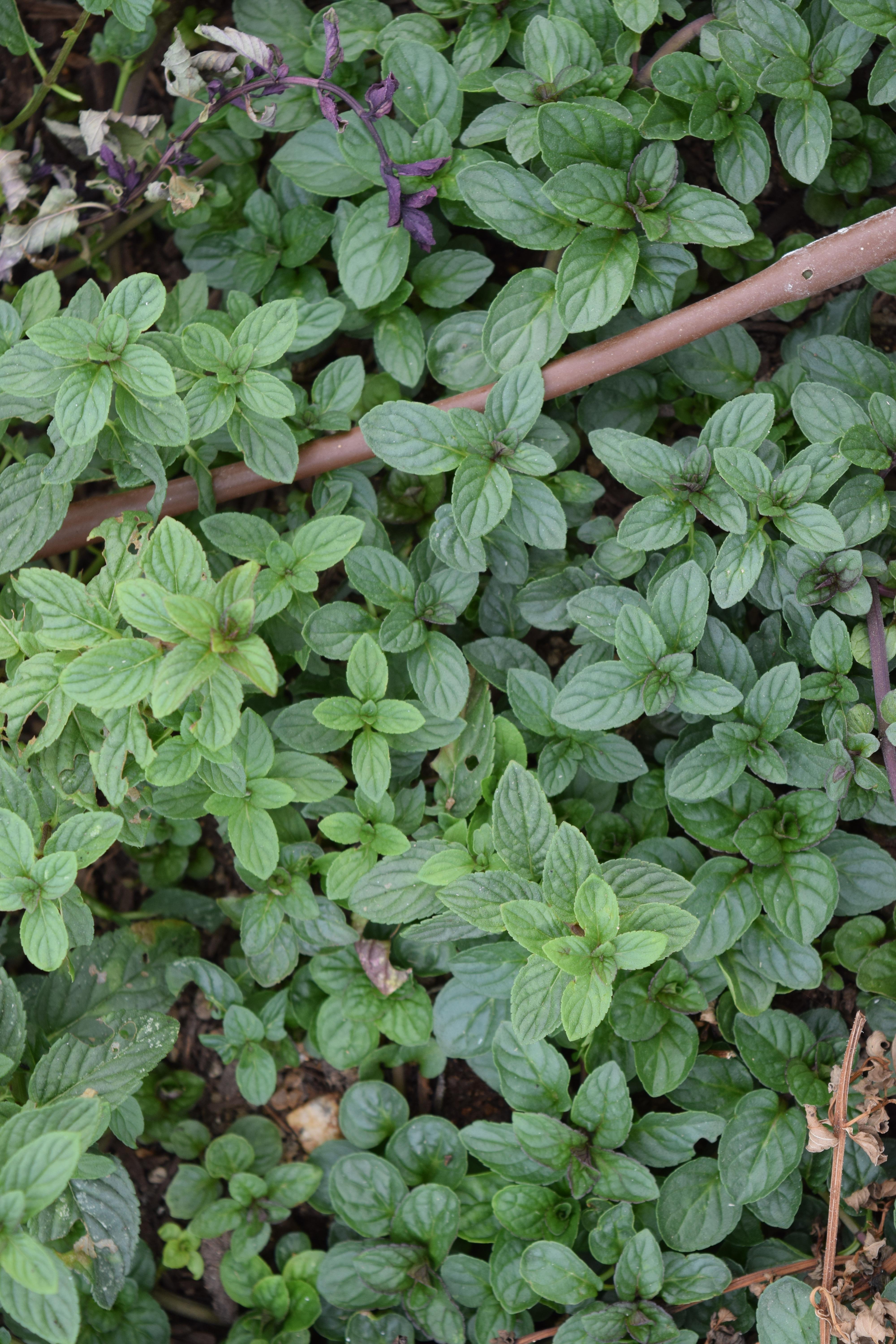 Green Leaves CloseUp 8