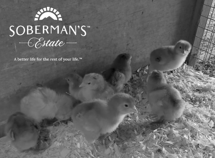 8 Chicks Admitted to Men's Rehab
