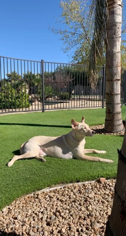 Emotional Support Dog Willie sunbathing