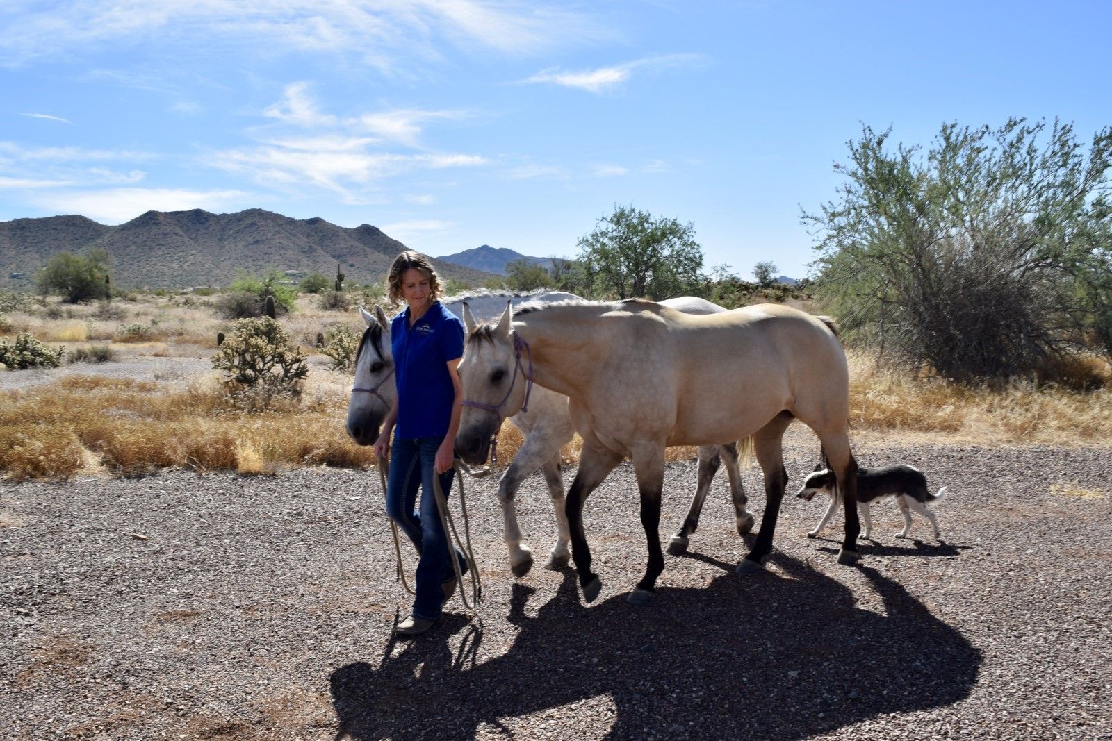 Equine Therapy Onsite at Soberman's Estate